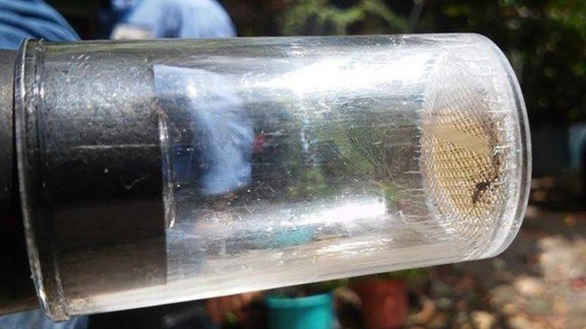 OMS afirma que virus Zika se expandirá por América excepto en Chile y Canadá