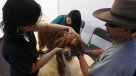ISP negó haber prohibido fármacos de uso humano para animales