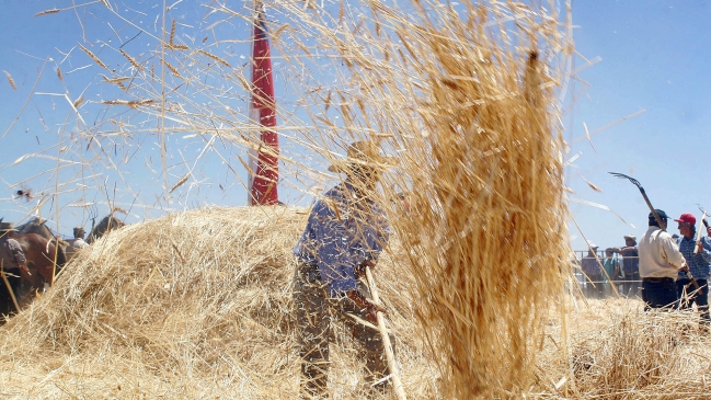 Colusión del trigo: Diputados se suman a denuncia contra molineras