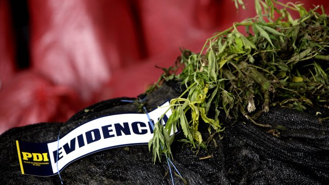 Región del Biobío: PDI hizo el mayor decomiso de marihuana de los últimos 12 meses