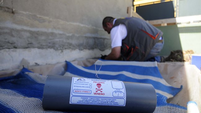 Los ratones son la mayor amenaza de plaga en Chile