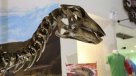 Descubren un nuevo dinosaurio en Tailandia al que conceden nombre de realeza