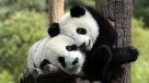 Si te gustan los pandas, este es tu trabajo soñado
