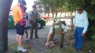 Vecinos encontraron a pudú herido en San Pedro de la Paz