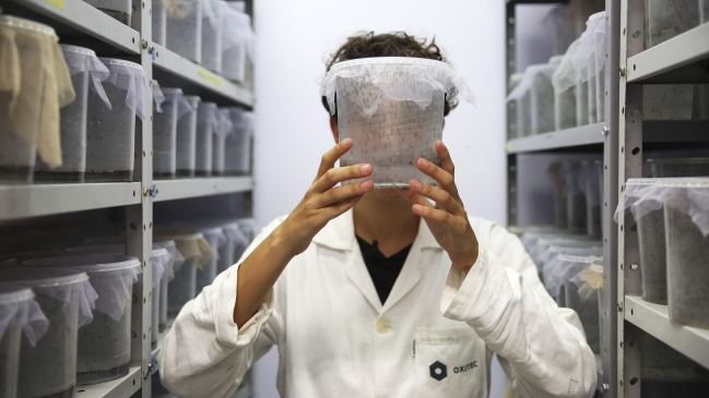 OMS decide este lunes si brote de zika es una emergencia sanitaria internacional