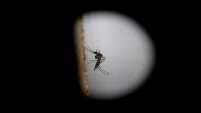 Se detectó un caso de una embarazada con zika en Ecuador
