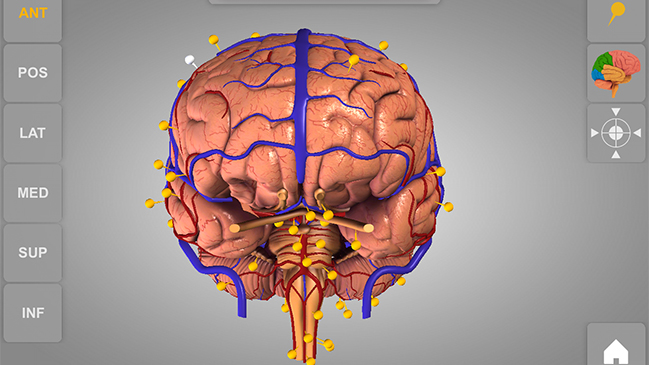 Crean una réplica en 3D del cerebro humano con todos sus pliegues y cavidades