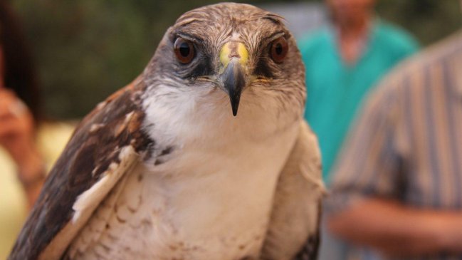 Un aguilucho y un chuncho fueron liberados por el SAG en la Provincia de Ñuble