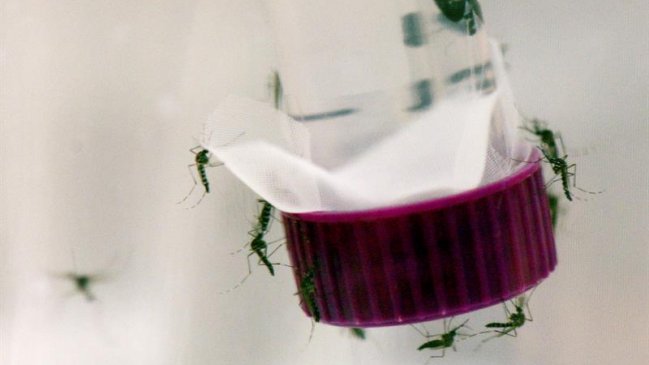 OMS: Necesitamos más investigación para entender transmisión sexual del virus zika