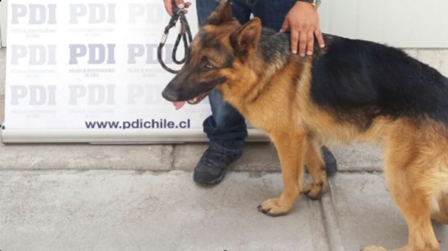 En libertad mujer que tenía a perro robado: Mascota estaba con signos de desnutrición