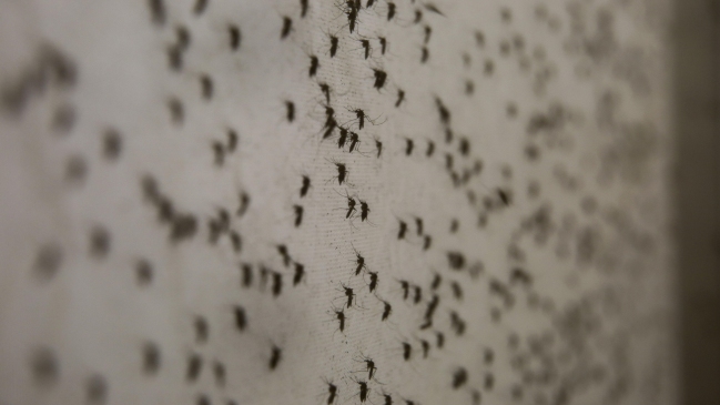 Autoridades realizarán plan a largo plazo para erradicar mosquito del Zika en Isla de Pascua