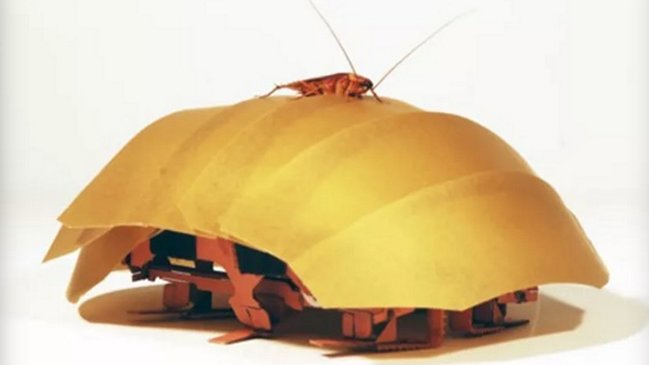Crean robot inspirado en las cucarachas que rescatará supervivientes de terremotos