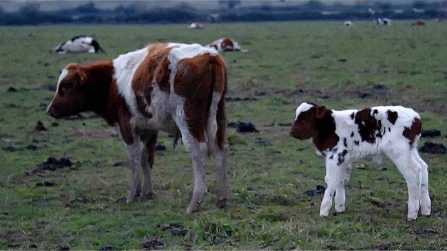 Cañete: Robo de animales terminó con balazos entre Carabineros y encapuchados