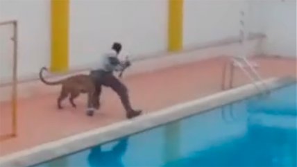 La difícil misión de capturar a un leopardo que ingresó a una escuela en India