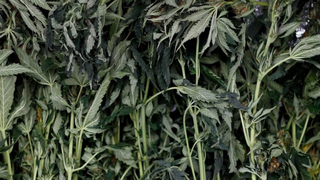 Carabineros encontró cultivo ilegal de marihuana en terreno fiscal de Quilpué