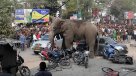 Edificios y vehículos dañados: Elefante causó pánico en India