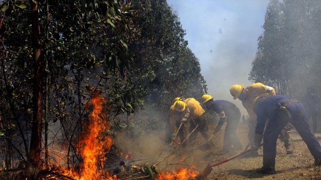 Brigadas de Conaf continúan combate de incendio forestal en Mariquina