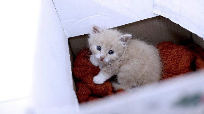 El proyecto que pretende prohibir pruebas cosméticas en animales