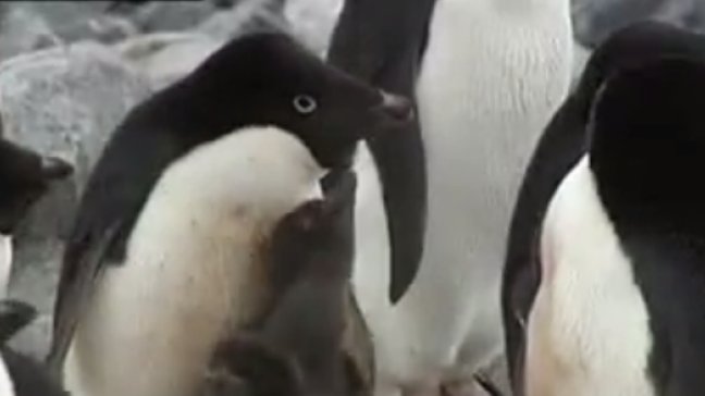 Gigantesco iceberg redujo población de pingüinos Adelaida en la Antártida