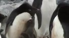 Gigantesco iceberg redujo población de pingüinos Adelaida en la Antártida