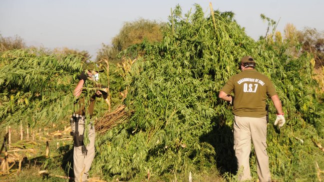 Carabineros decomisó 1.700 plantas de marihuana en Valparaíso