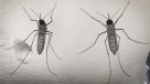 Virus Zika: OMS advierte consecuencias \