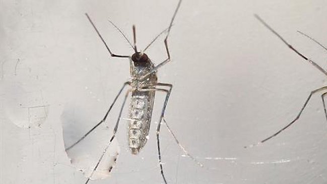 OMS calcula que se necesitan 56 millones de dólares para afrontar el Zika