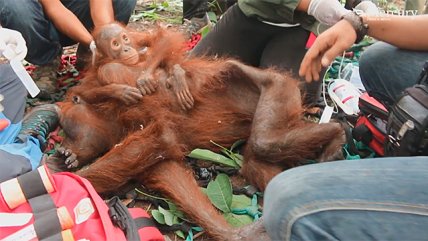   Conmovedora imagen de un orangután bebé aferrado a su madre enferma 