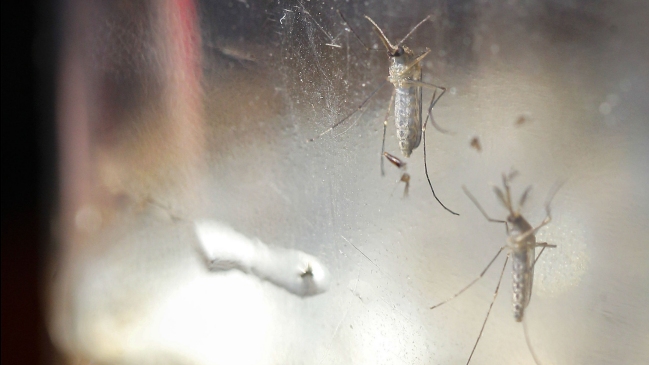 OMS: Aumentan pruebas que apunta a vínculo del Zika con la microcefalia