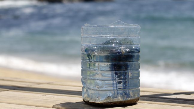 Detectaron 14 fragatas portuguesas en Puerto Saavedra