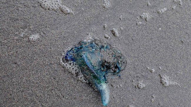 Presencia de fragata portuguesa obligó a cerrar la playa de Guanaqueros