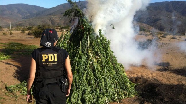 Incautan más de 17.000 plantas de marihuana en Región de Coquimbo