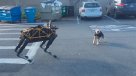 El enfado de un perro real al toparse con un perro robot