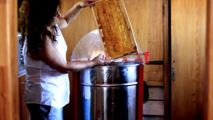   Emprendedora de Chillán Viejo lanzó primera miel con cannabis del país 