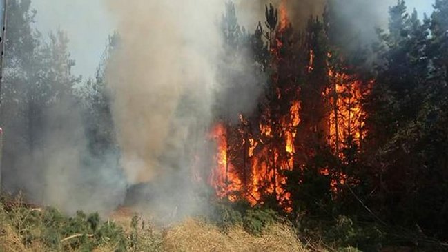 Onemi decretó alerta amarilla en Río Claro por incendio forestal