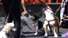 Autoridades de Porvenir denuncian matanza de mascotas
