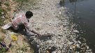 India: Miles de peces muertos en lago de Bangalore