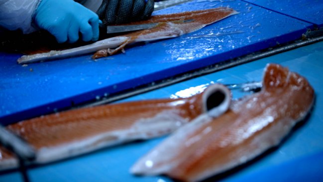 Alga nociva ha provocado la pérdida de más de 35 mil toneladas de salmón