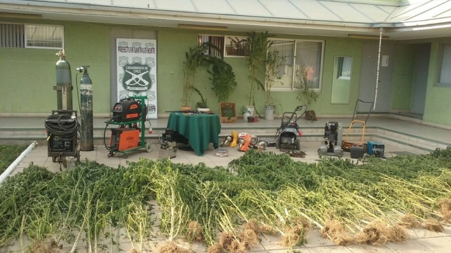 Tres sujetos fueron detenidos en incautación de drogas y armas en Batuco