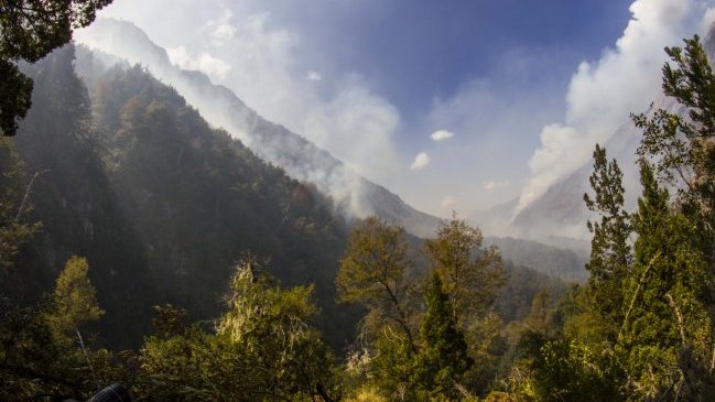 Bosque nativo chileno es el ecosistema más deforestado de Sudamérica