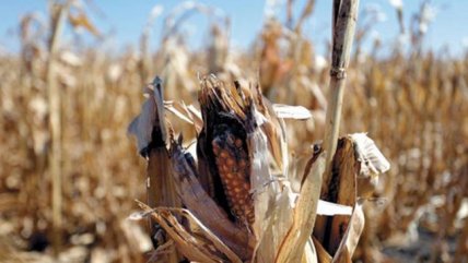  Chile donó 100 mil dólares a El Salvador por sequía  