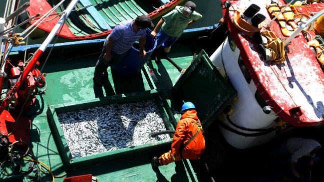 Embarcaciones llevan días con pescado podrido a bordo en la región de Los Lagos