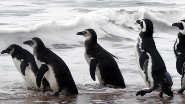 Fiscalía investiga denuncia sobre matanza de pingüinos y lobos marinos en Chiloé
