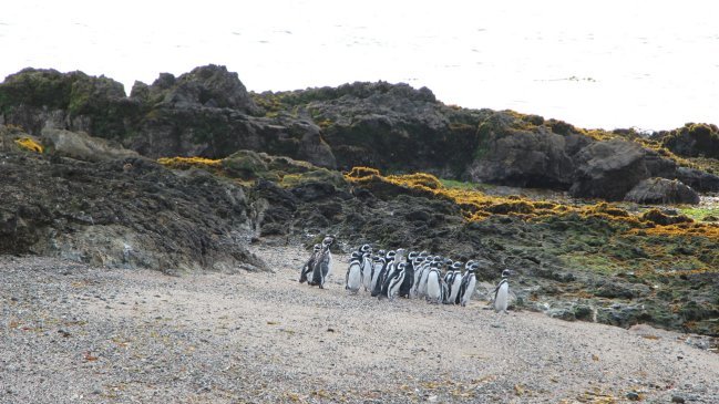 PDI investiga grave matanza de pingüinos magallánicos en isla al sur de Chiloé