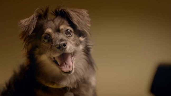 La historia del perrito de Lipigas, el quiltro que enamoró a Chile