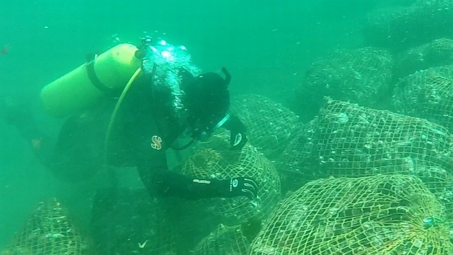 Autoridades decomisaron 102 toneladas de mariscos con marea roja en Chiloé