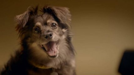 La historia de Spike, el quiltro que enamoró a Chile