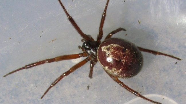 Grupo de científicos chilenos detectó una nueva araña venenosa en el país