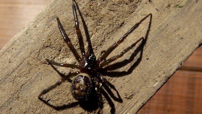 Infectólogo llama a la tranquilidad tras detectarse nueva araña venenosa en Chile
