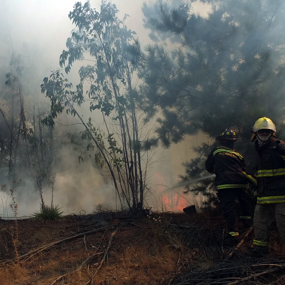 Autoridades declararon alerta roja en Punta Arenas por incendio forestal